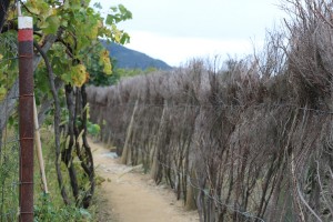hiking along side vineyards   